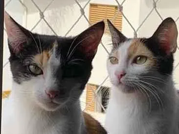 Gato raça SRD-ViraLata idade 3 anos nome Luna e Gaia