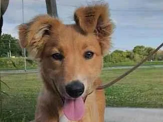 Cachorro raça SRD-ViraLata idade 7 a 11 meses nome kiara