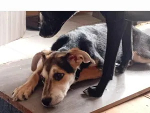 Cachorro raça SRD-ViraLata idade 2 a 6 meses nome Tula
