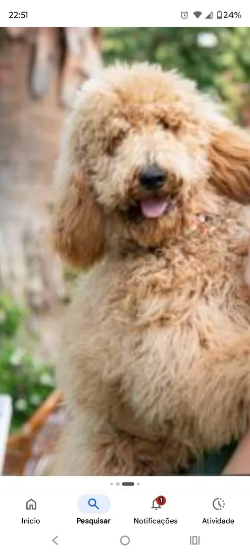 Cachorro raça Poodle idade 3 anos nome Mel