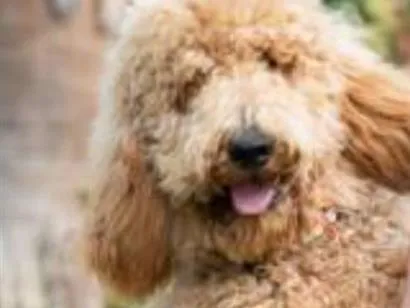 Cachorro raça Poodle idade 3 anos nome Mel