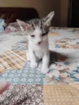 tikos