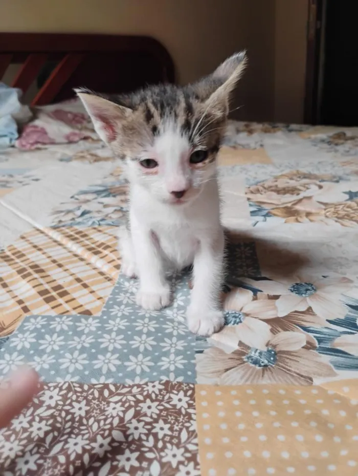 Gato raça SRD-ViraLata idade Abaixo de 2 meses nome tikos
