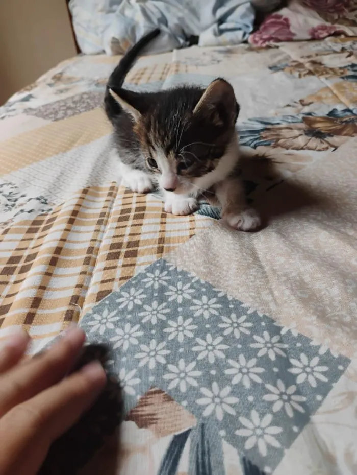 Gato raça SRD-ViraLata idade Abaixo de 2 meses nome tikos