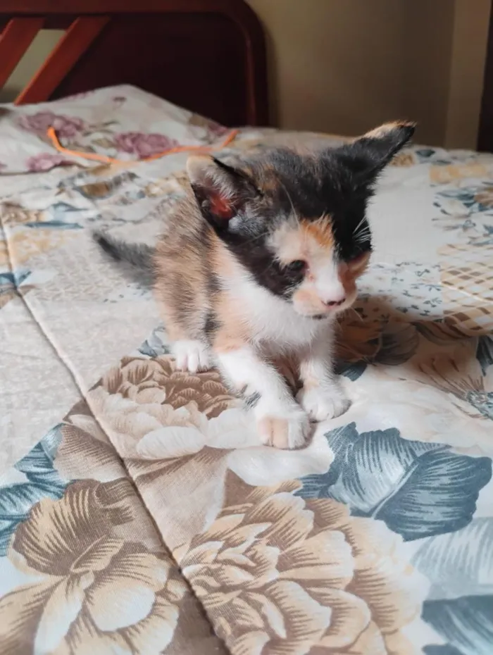 Gato raça SRD-ViraLata idade Abaixo de 2 meses nome tikos