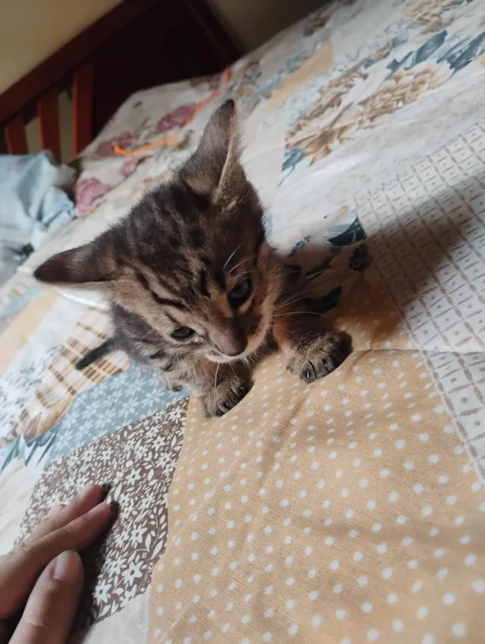 Gato raça SRD-ViraLata idade Abaixo de 2 meses nome tikos