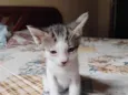 tikos