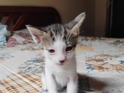 Gato raça SRD-ViraLata idade Abaixo de 2 meses nome tikos