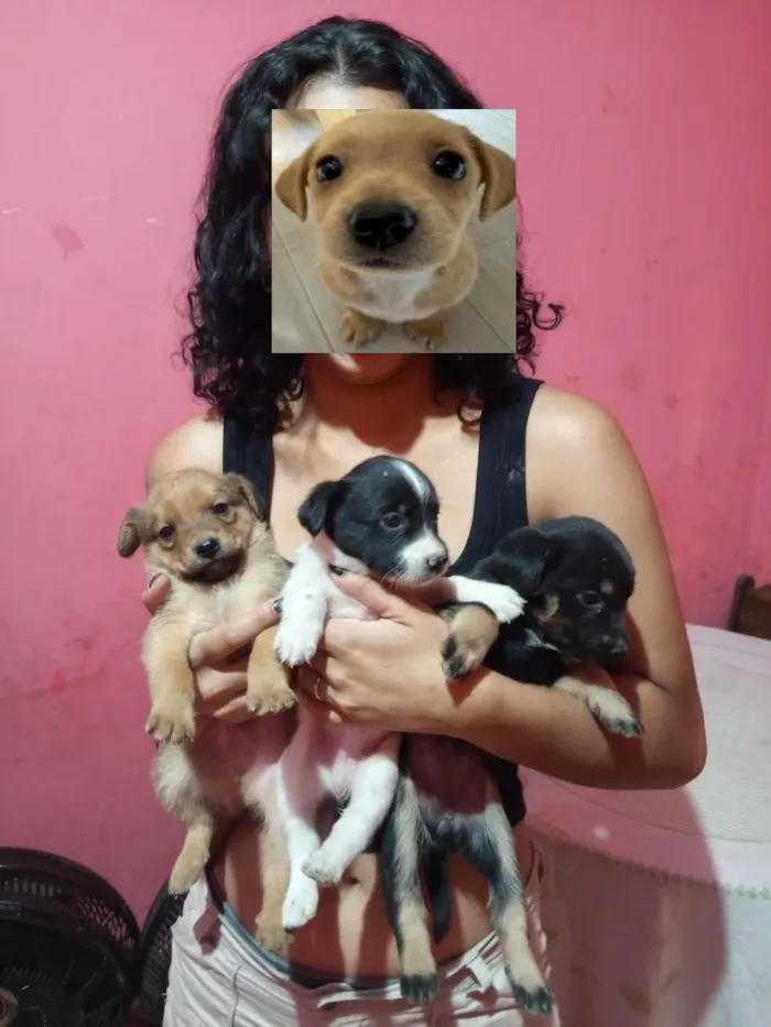 Cachorro raça SRD-ViraLata idade Abaixo de 2 meses nome sem nome