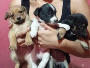 Cachorro raça SRD-ViraLata idade Abaixo de 2 meses nome sem nome