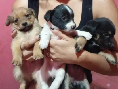 Cachorro raça SRD-ViraLata idade Abaixo de 2 meses nome sem nome
