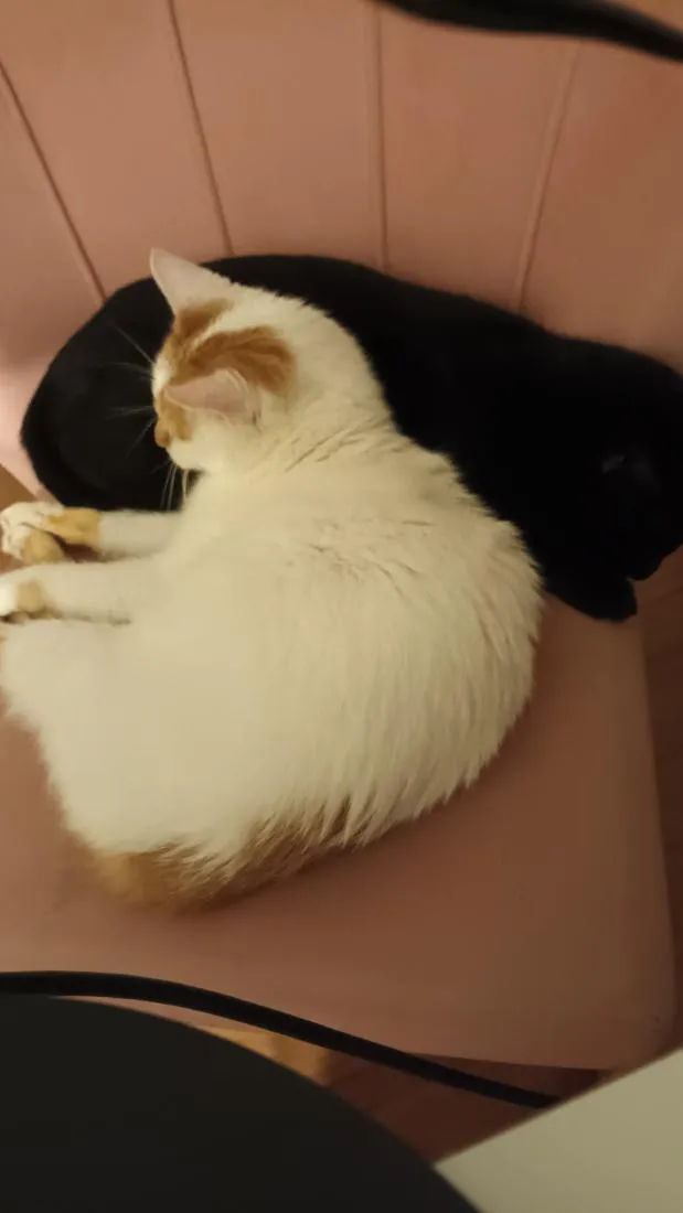 Gato raça SRD-ViraLata idade 2 anos nome Teddy e banguela