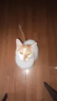 Teddy e banguela
