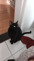 Teddy e banguela