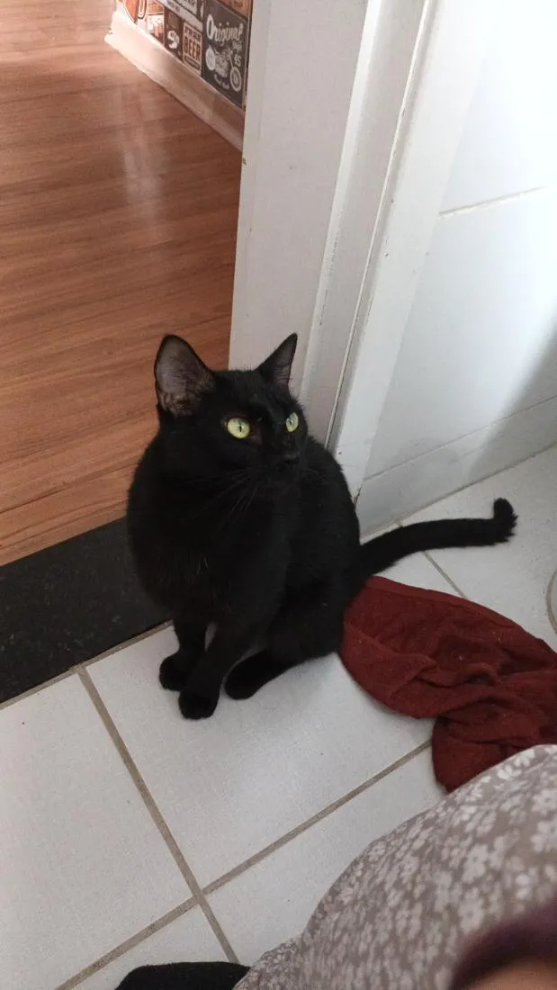 Gato raça SRD-ViraLata idade 2 anos nome Teddy e banguela