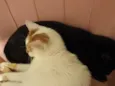 Teddy e banguela