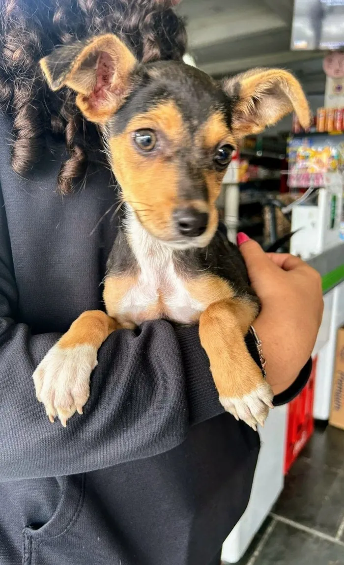 Cachorro raça SRD-ViraLata idade 2 a 6 meses nome Valentina