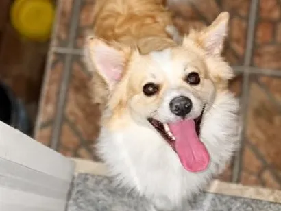 Cachorro raça SRD-ViraLata idade 1 ano nome Mingau