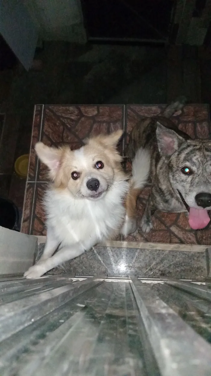 Cachorro raça SRD-ViraLata idade 1 ano nome Mingau