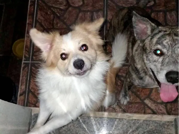 Cachorro raça SRD-ViraLata idade 1 ano nome Mingau