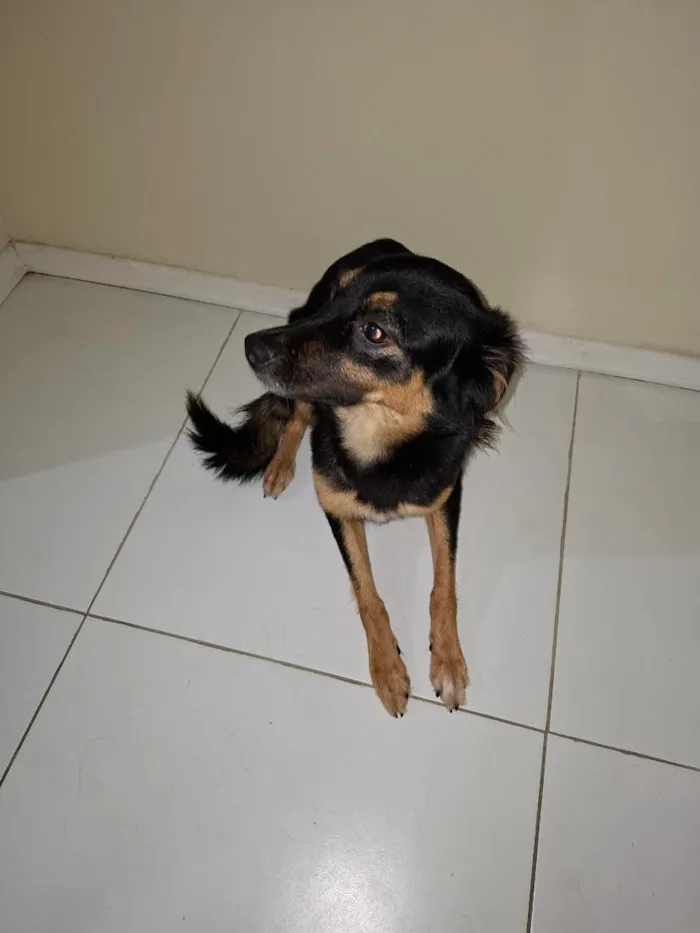Cachorro raça SRD-ViraLata idade 2 a 6 meses nome Beyoncé 