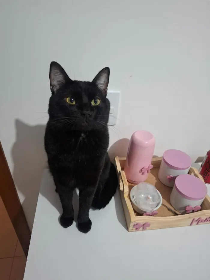Gato raça SRD-ViraLata idade 2 anos nome Disel