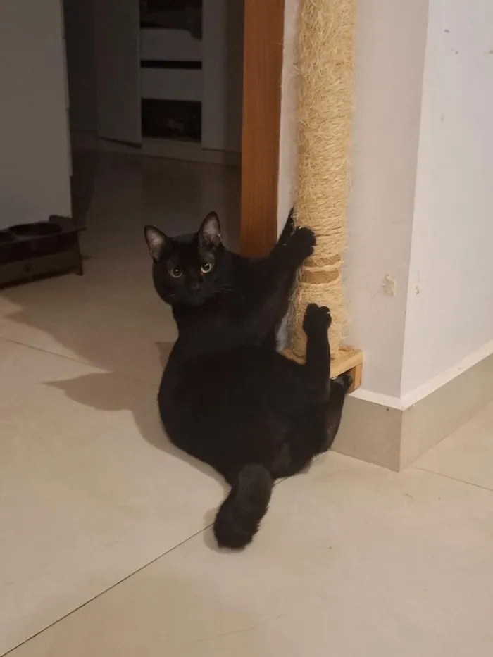 Gato raça SRD-ViraLata idade 2 anos nome Disel