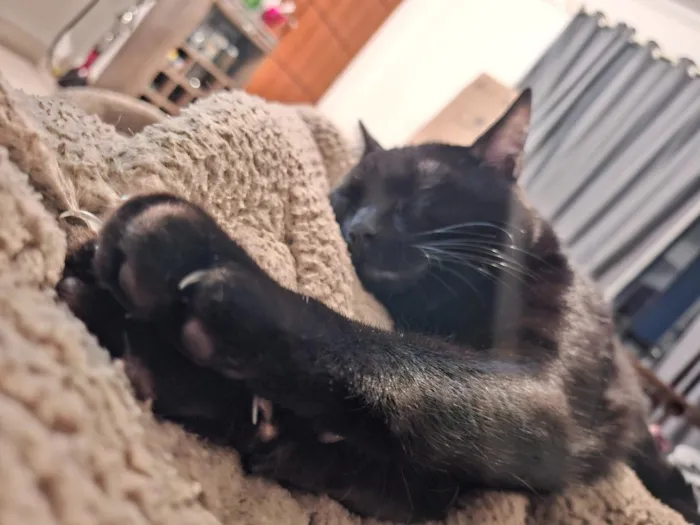 Gato raça SRD-ViraLata idade 2 anos nome Disel