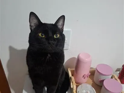 Gato raça SRD-ViraLata idade 2 anos nome Disel