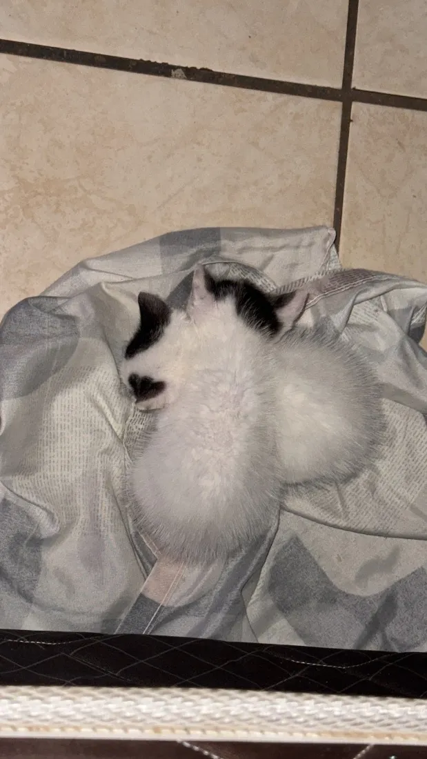Gato raça SRD-ViraLata idade Abaixo de 2 meses nome Scar e Zhongli