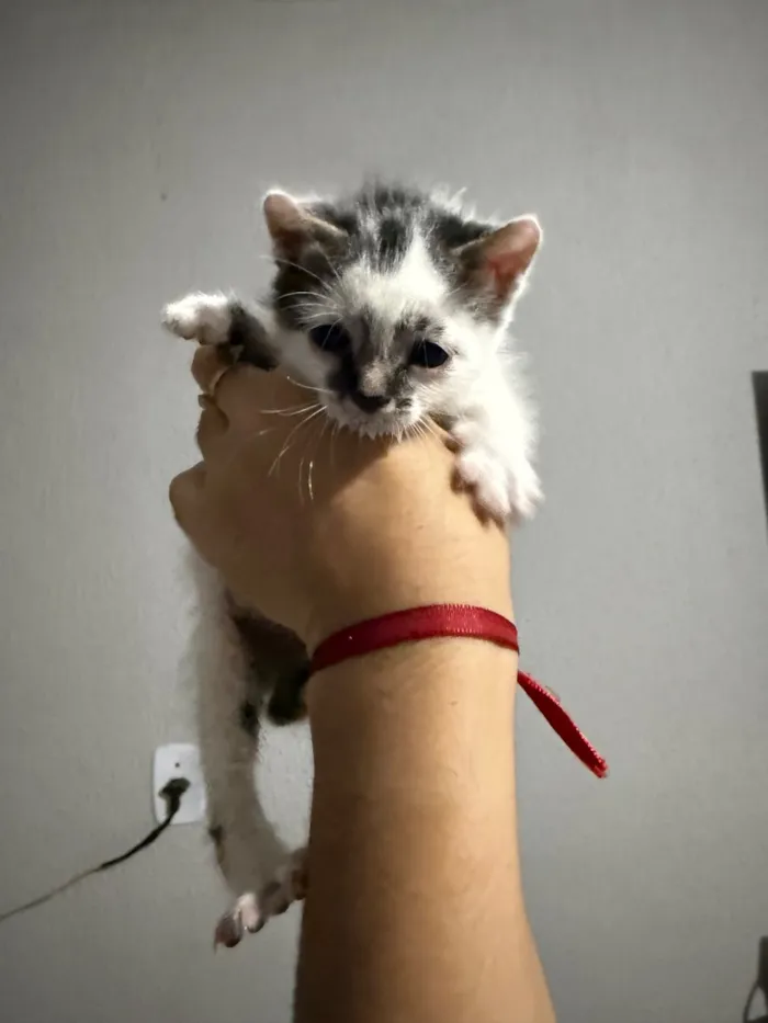 Gato raça SRD-ViraLata idade Abaixo de 2 meses nome Scar e Zhongli