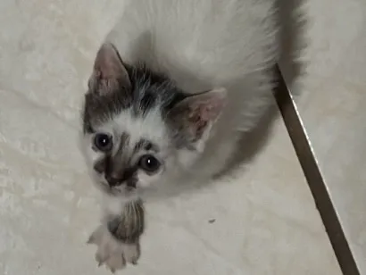 Gato raça SRD-ViraLata idade Abaixo de 2 meses nome Scar e Zhongli