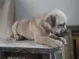 ainda não tem 