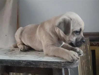 Cachorro raça SRD-ViraLata idade Abaixo de 2 meses nome ainda não tem 