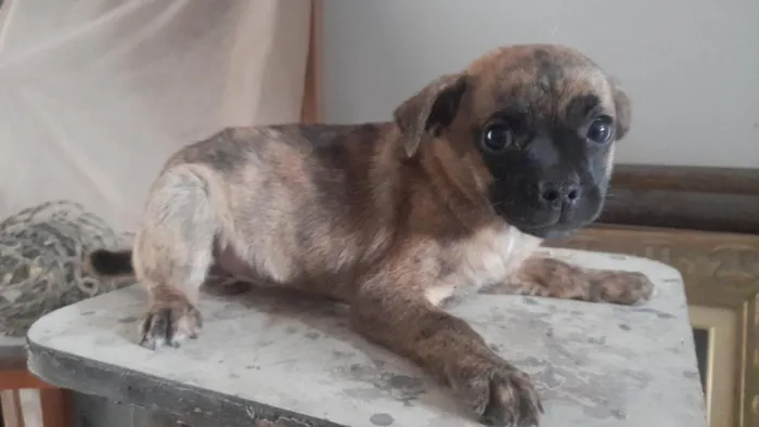 Cachorro raça SRD-ViraLata idade 2 a 6 meses nome não possui 