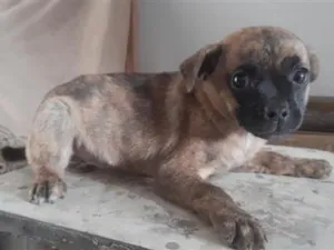 Cachorro raça SRD-ViraLata idade 2 a 6 meses nome não possui 