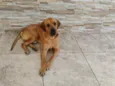 Astro 