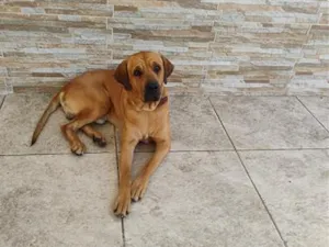 Cachorro raça SRD-ViraLata idade 1 ano nome Astro 
