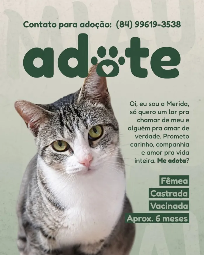 Gato raça SRD-ViraLata idade 2 a 6 meses nome Merida 