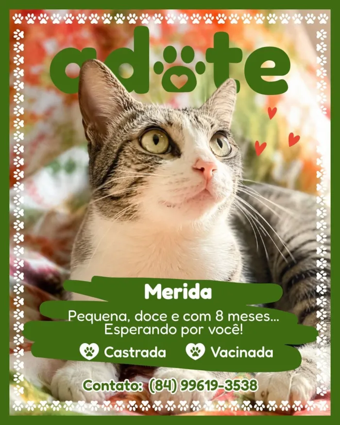 Gato raça SRD-ViraLata idade 2 a 6 meses nome Merida 