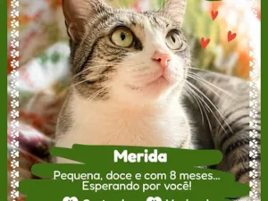 Gato raça SRD-ViraLata idade 2 a 6 meses nome Merida 