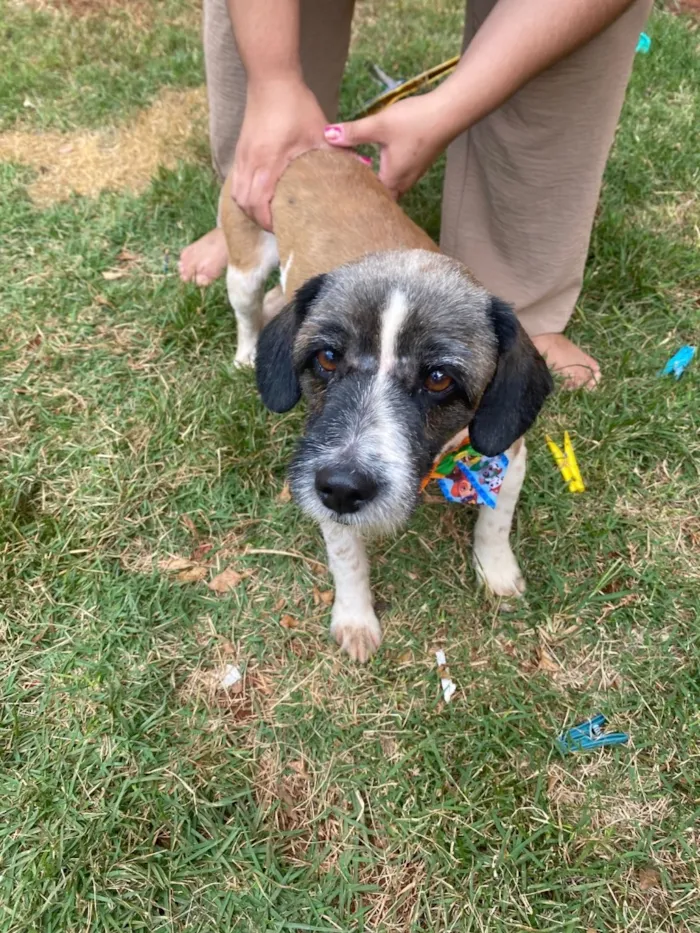 Cachorro raça SRD-ViraLata idade 2 anos nome Stark