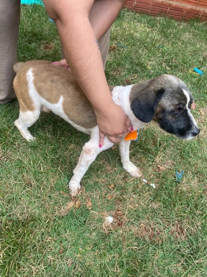 Cachorro raça SRD-ViraLata idade 2 anos nome Stark