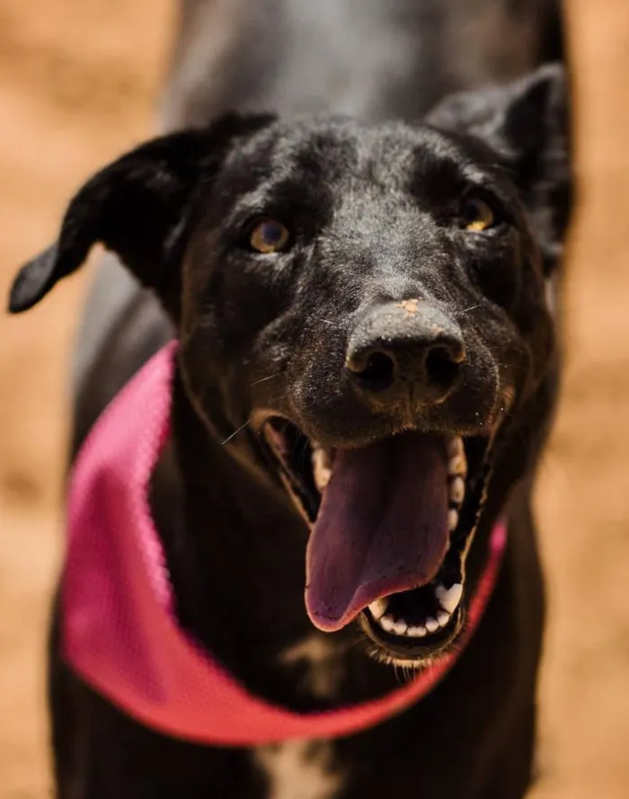 Cachorro raça SRD-ViraLata idade 3 anos nome Cacau