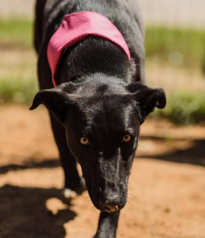 Cachorro raça SRD-ViraLata idade 3 anos nome Cacau