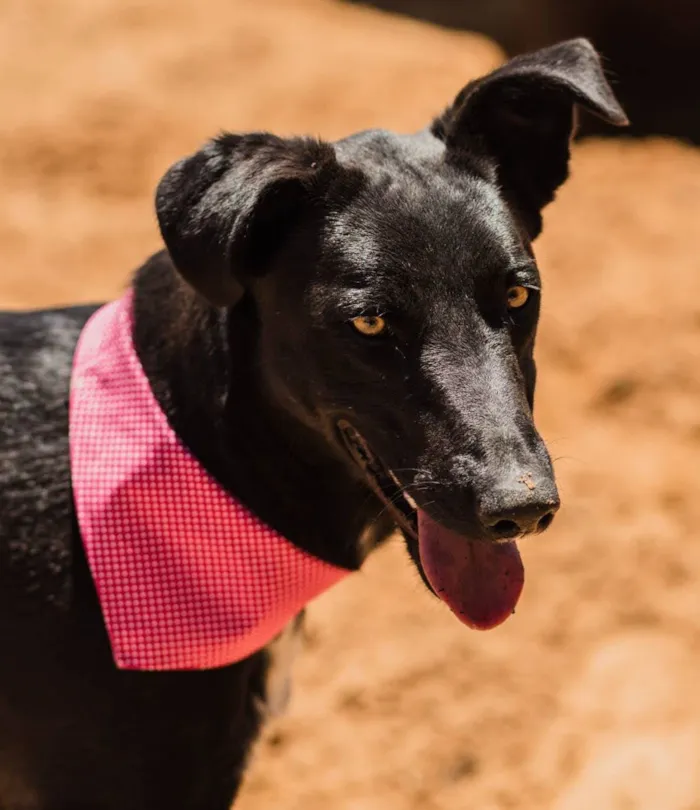 Cachorro raça SRD-ViraLata idade 3 anos nome Cacau