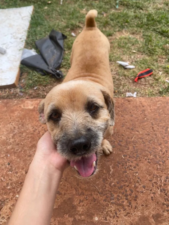 Cachorro raça SRD-ViraLata idade 2 anos nome Capivara