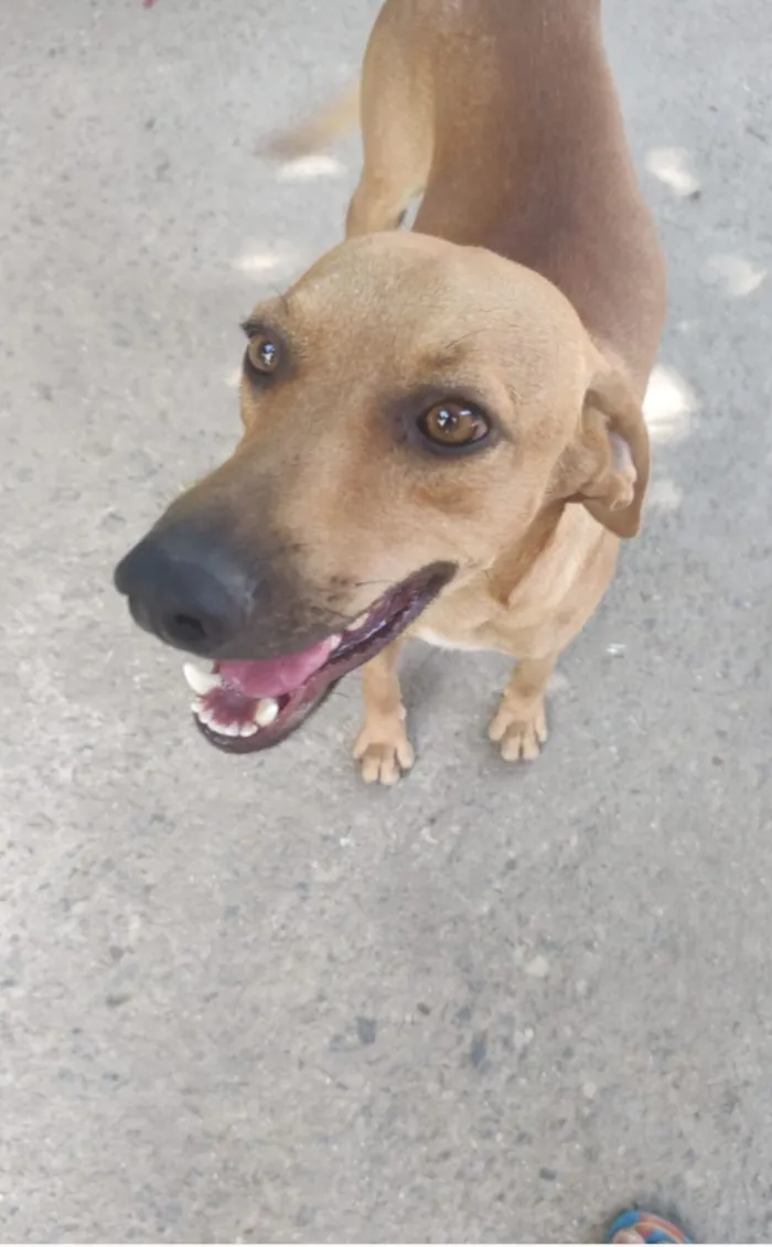 Cachorro raça SRD-ViraLata idade 2 anos nome Dourado