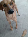 Dourado