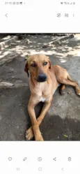 Dourado